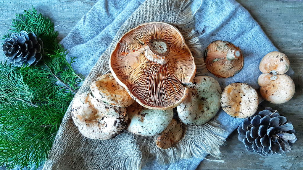 amanites-mushroom-chios-