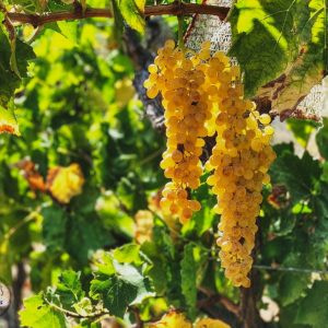 grapes-wine-stafylia-trygos