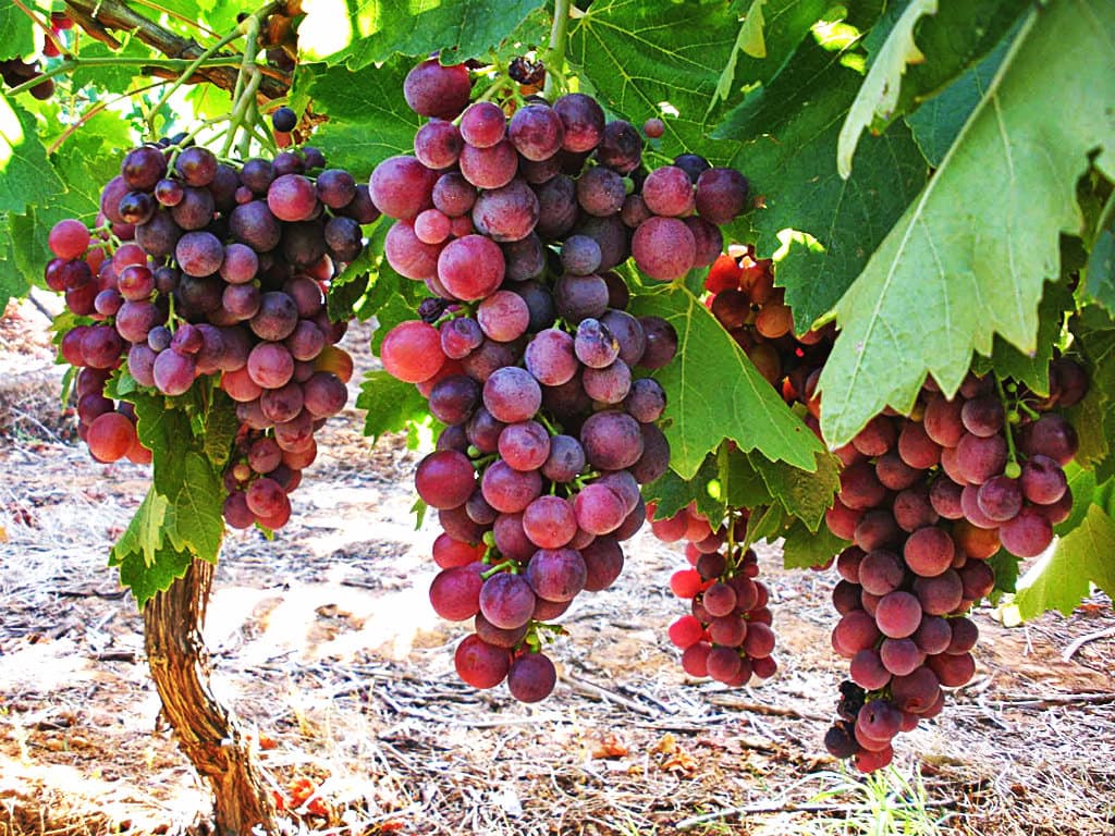 grapes-wine-chios-mesta